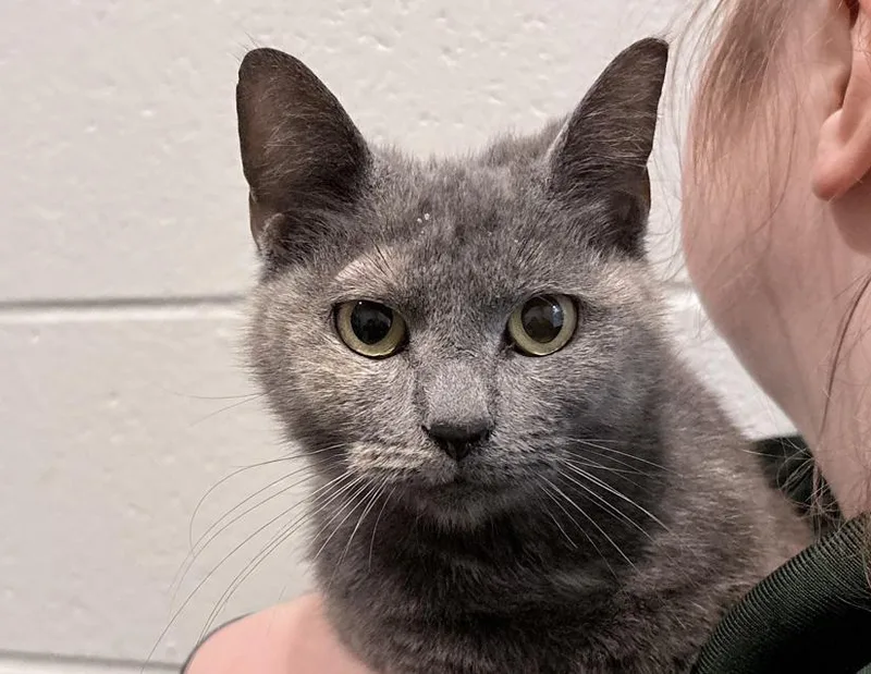An adult medium-sized female Dilute Tortoiseshell Domestic Short Hair cat named Alice for adoption in Columbus, IN