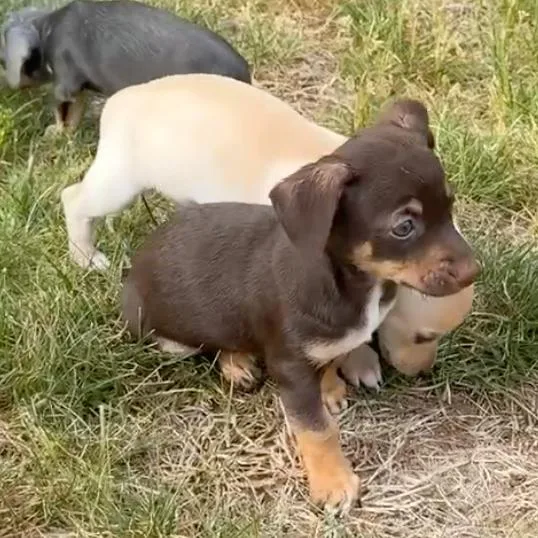 A baby small-sized male Brown / Chocolate Chihuahua dog named Gobbledygook for adoption in Fredericksburg, VA