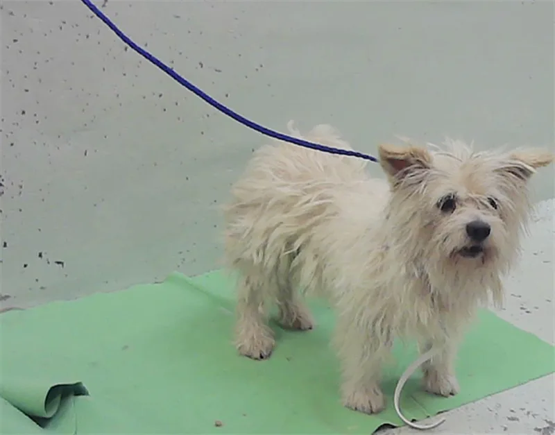 An adult small-sized male Maltese dog named Gurrumino for adoption in Houston, TX