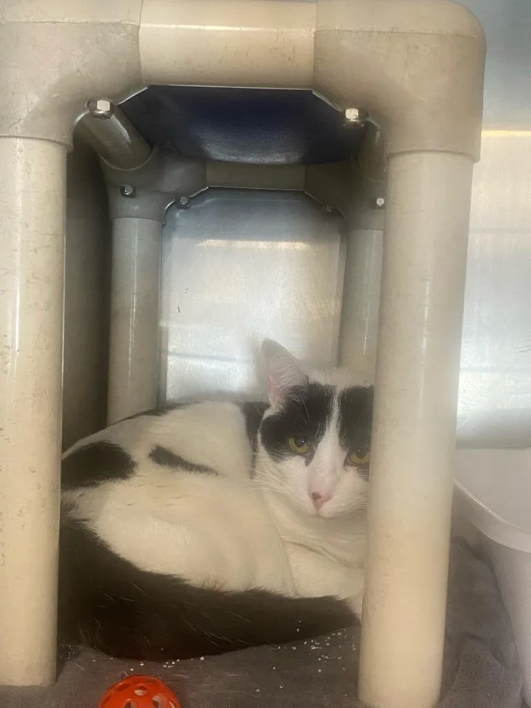A young medium-sized female Domestic Short Hair cat named Lady for adoption in Portland, IN
