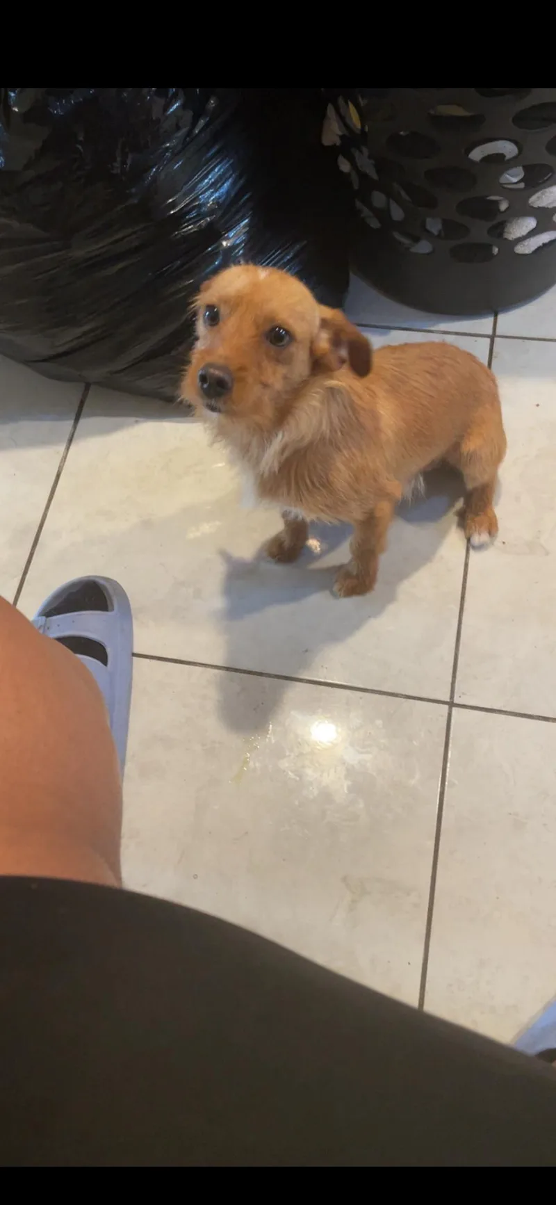 A young small-sized male Dachshund (Long Haired) dog named Ben for adoption in Miami, FL