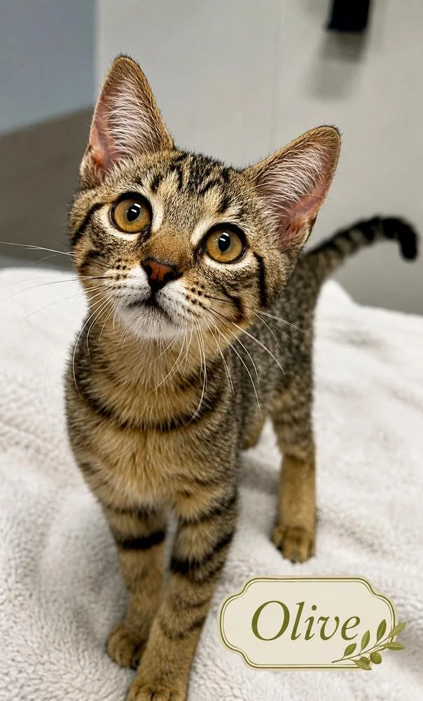 A baby small-sized female Brown / Chocolate Tabby cat named Olive for adoption in Fern Park, FL