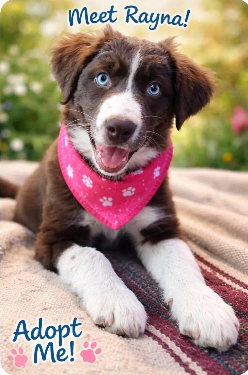 A young medium-sized female Border Collie dog named Rayna   $ for adoption in Milwaukee, WI