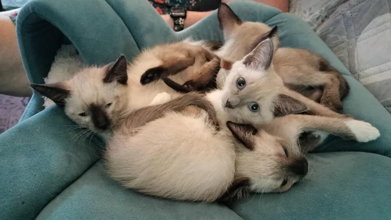A baby medium-sized female Siamese cat named Crane for adoption in Richardson, TX