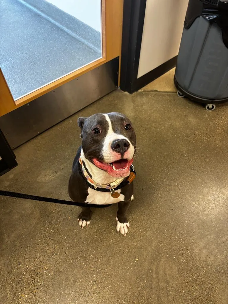 A young large-sized female Pit Bull Terrier dog named Ember for adoption in Greenfield, IN