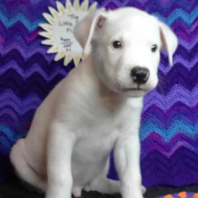 Little Purple Tugger