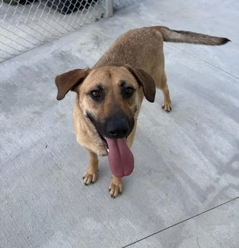 An adult medium-sized female Red / Chestnut / Orange Mixed Breed dog named Lexi for adoption in Warren, OH