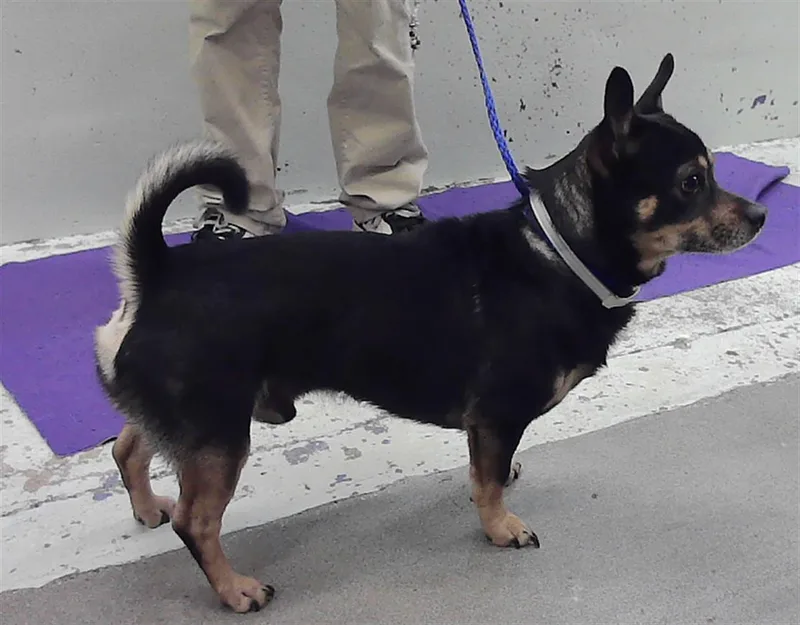 An adult small-sized male Chihuahua dog named Kujo for adoption in Houston, TX