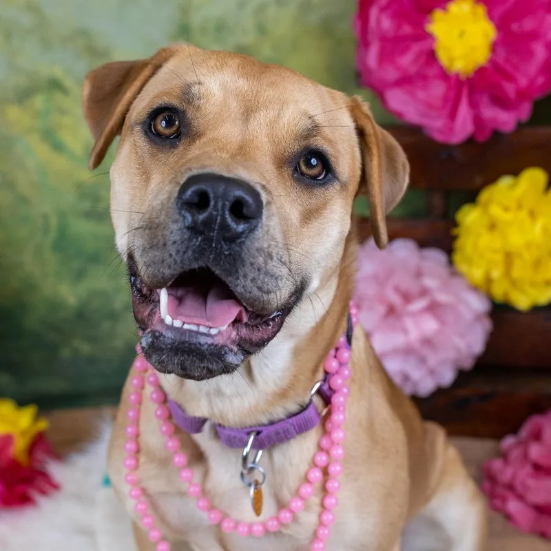 Mabiline D thumbnail 2