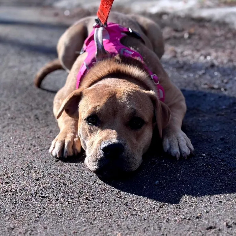 Mabiline D thumbnail 4