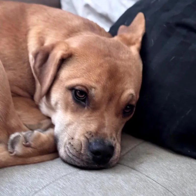 Mabiline D thumbnail 5