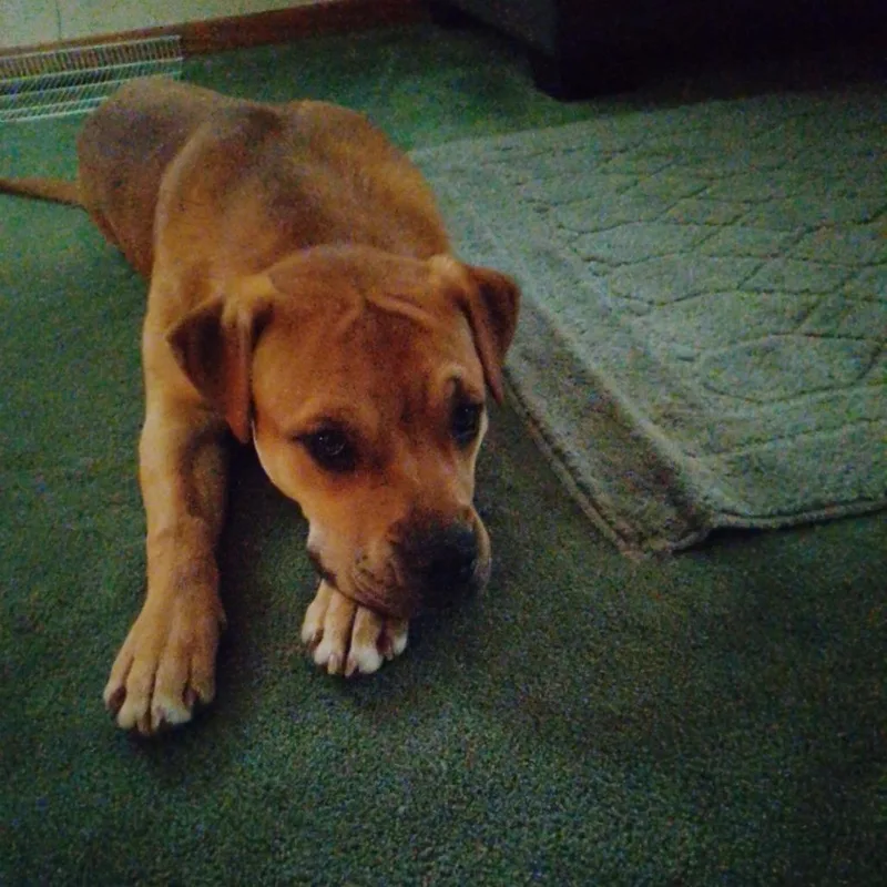 Mabiline D thumbnail 6