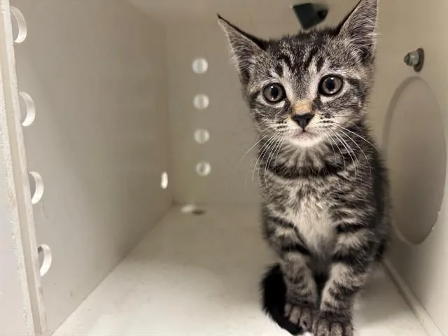 A baby small-sized female Domestic Short Hair cat named Smooch for adoption in Ontario, CA