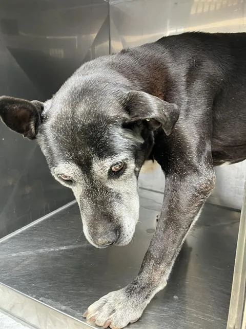 A senior large-sized male Mixed Breed dog named Chief for adoption in Dallas, TX