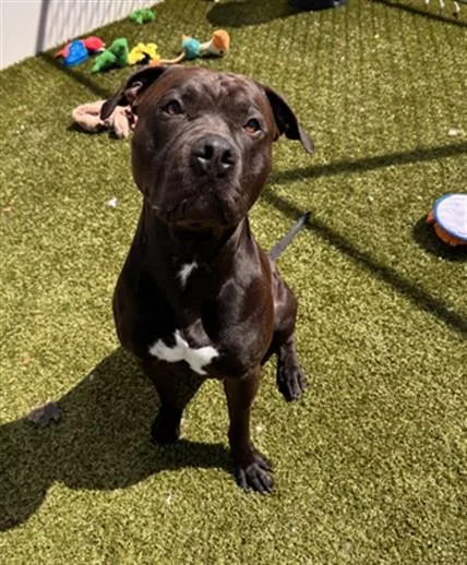 A young large-sized male Pit Bull Terrier dog named Papa Pickle for adoption in Toledo, OH