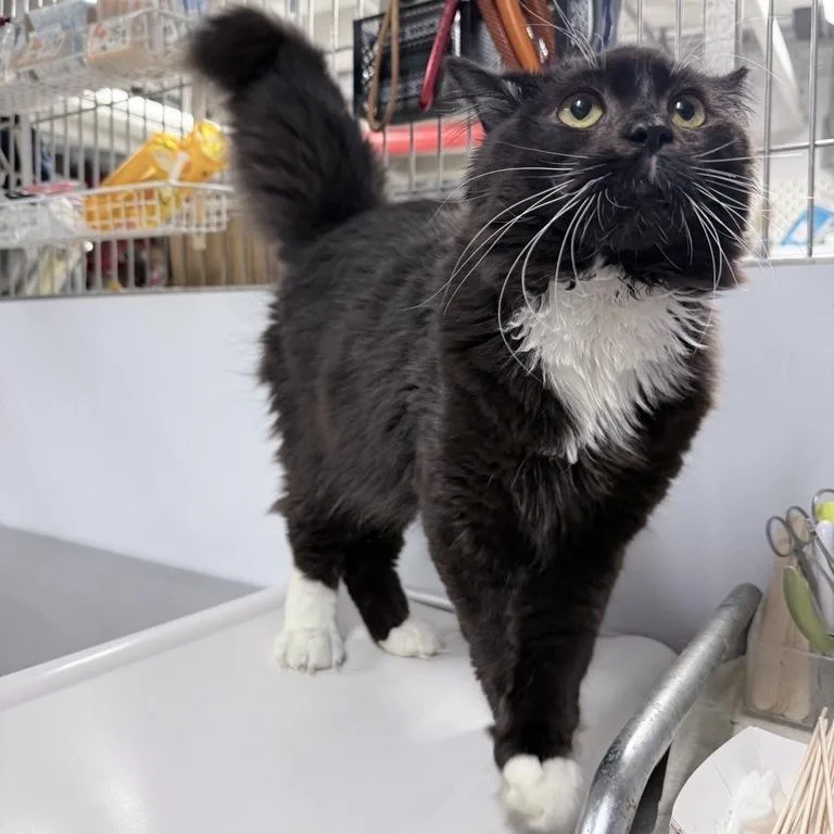 An adult medium-sized male Black Domestic Medium Hair cat named Goo Goo for adoption in New York, NY