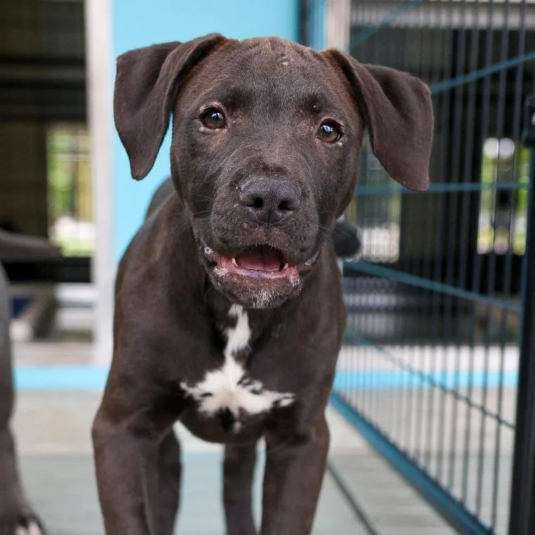 A baby large-sized male Black Pit Bull Terrier dog named Maddox for adoption in Bradenton, FL