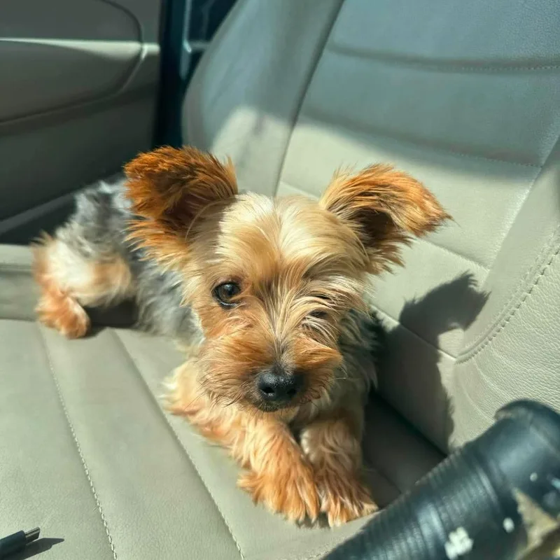 A senior small-sized female Black Yorkshire Terrier dog named Salsa for adoption in Jackson, MO