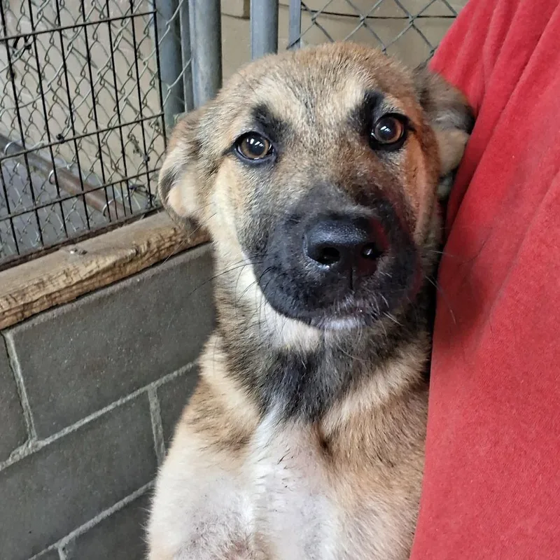 A baby small-sized male Yellow / Tan / Blond / Fawn Shepherd dog named Ashkii for adoption in Birmingham, AL