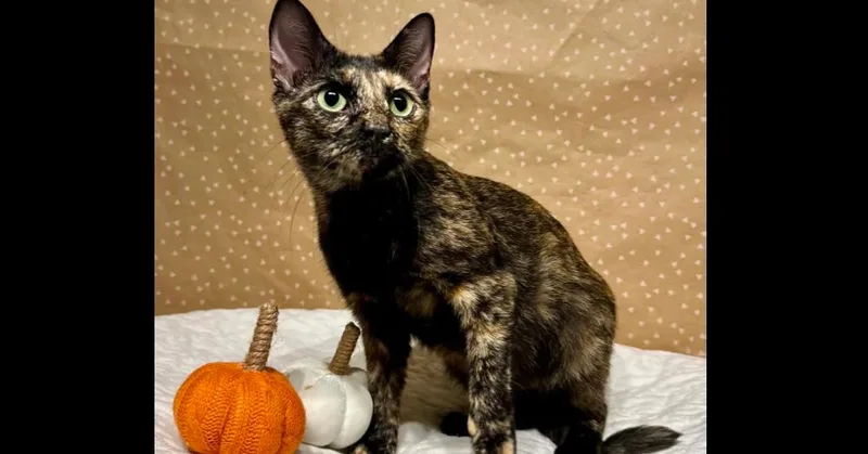 An adult medium-sized female Tortoiseshell Domestic Short Hair cat named Sabrina for adoption in Groveland, MA