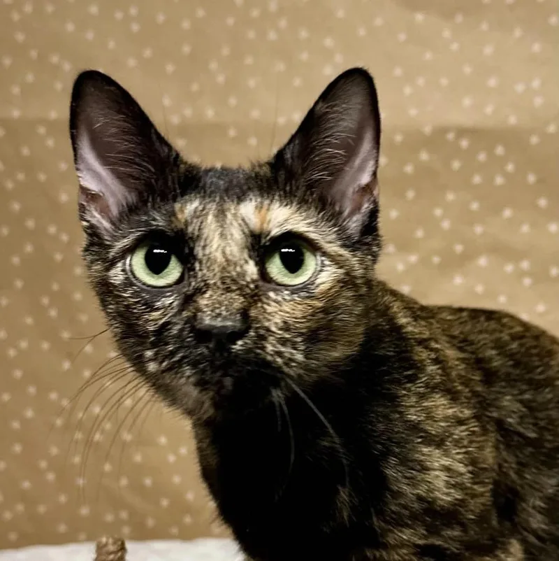Sabrina thumbnail 2
