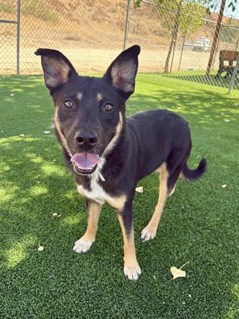 A young medium-sized male Australian Cattle Dog / Blue Heeler dog named Cubby for adoption in Castaic, CA