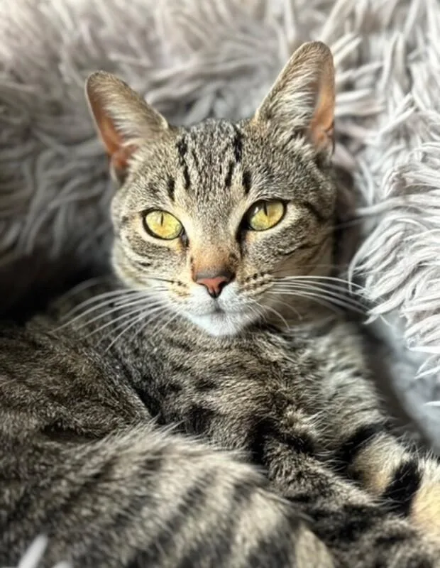 An adult medium-sized female Tabby (Brown / Chocolate) Domestic Short Hair cat named Serena for adoption in North Babylon, NY