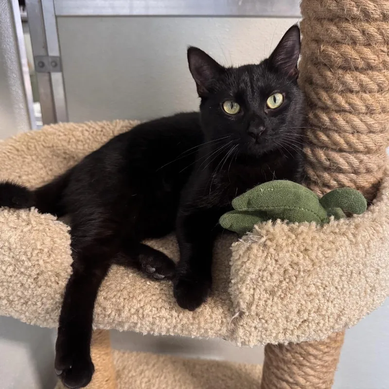 Miss Binx