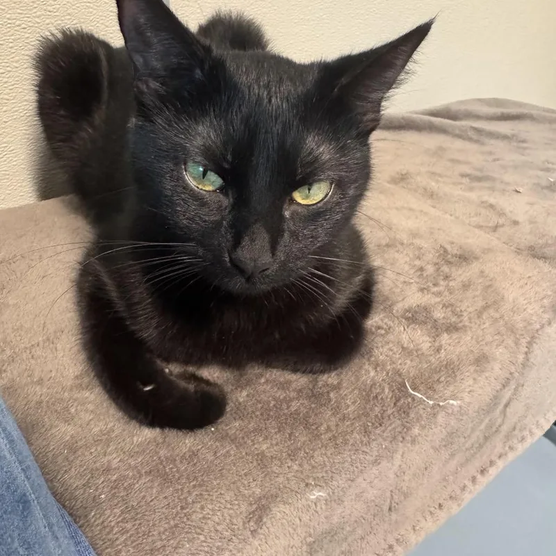 Miss Binx thumbnail 2