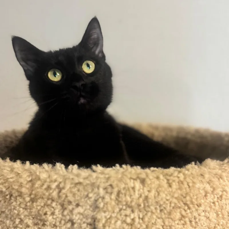 Miss Binx thumbnail 3