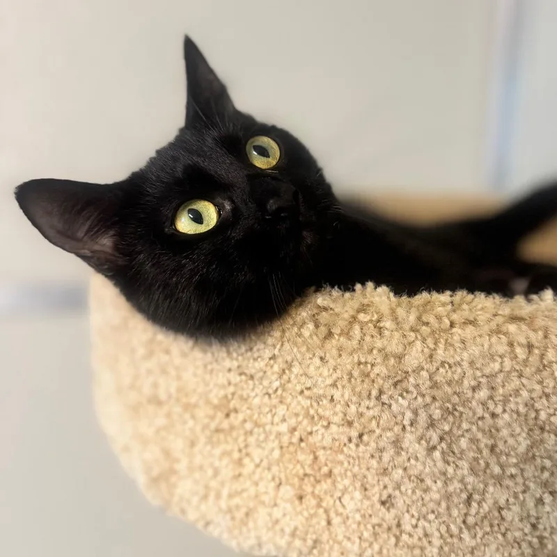 Miss Binx thumbnail 4