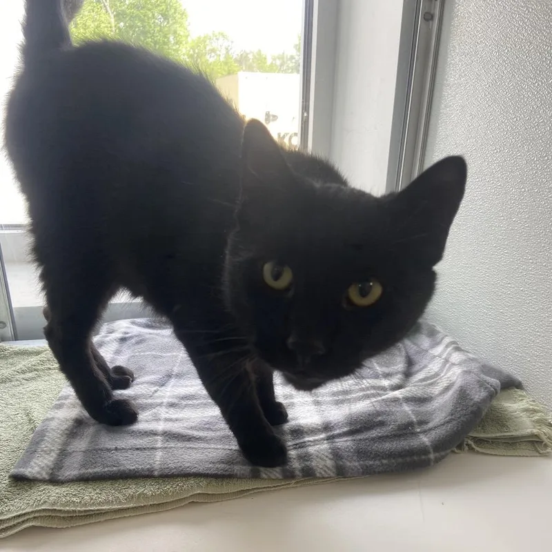 An adult large-sized male Domestic Short Hair cat named Electric Slide for adoption in Binghamton, NY