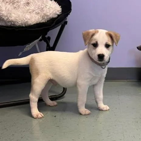 Waylon Jennings thumbnail 2