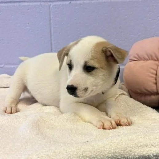 Waylon Jennings thumbnail 3