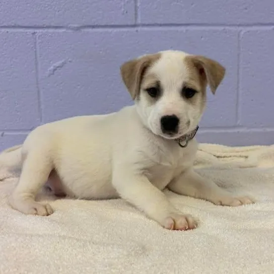 A baby medium-sized male White / Cream Australian Shepherd dog named Waylon Jennings for adoption in Bardstown, KY