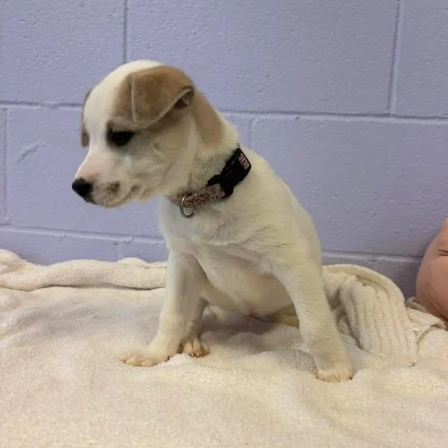 Waylon Jennings thumbnail 4