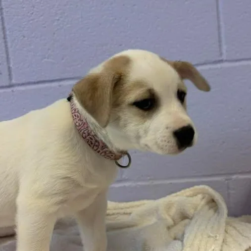 Waylon Jennings thumbnail 5