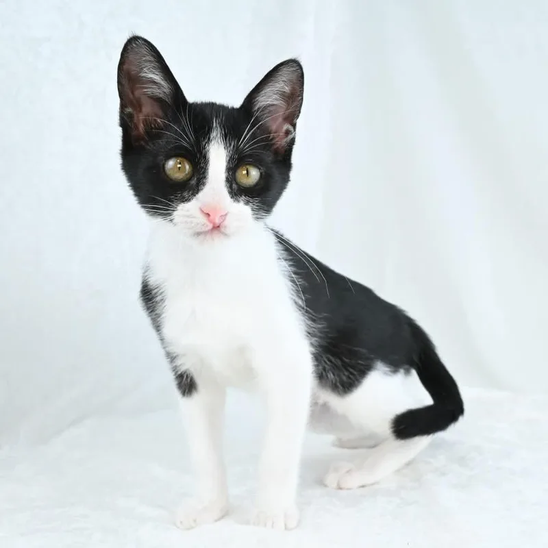A baby medium-sized female Black & White / Tuxedo Domestic Short Hair cat named Shirley for adoption in Mobile, AL