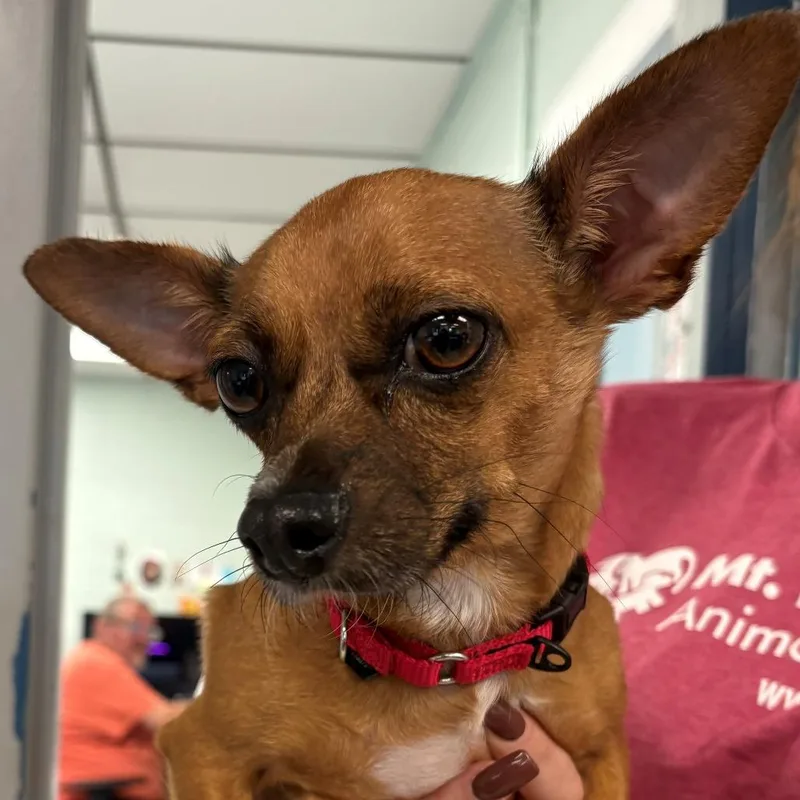 An adult small-sized female Brown / Chocolate Chihuahua dog named Lucky for adoption in East Hanover, NJ