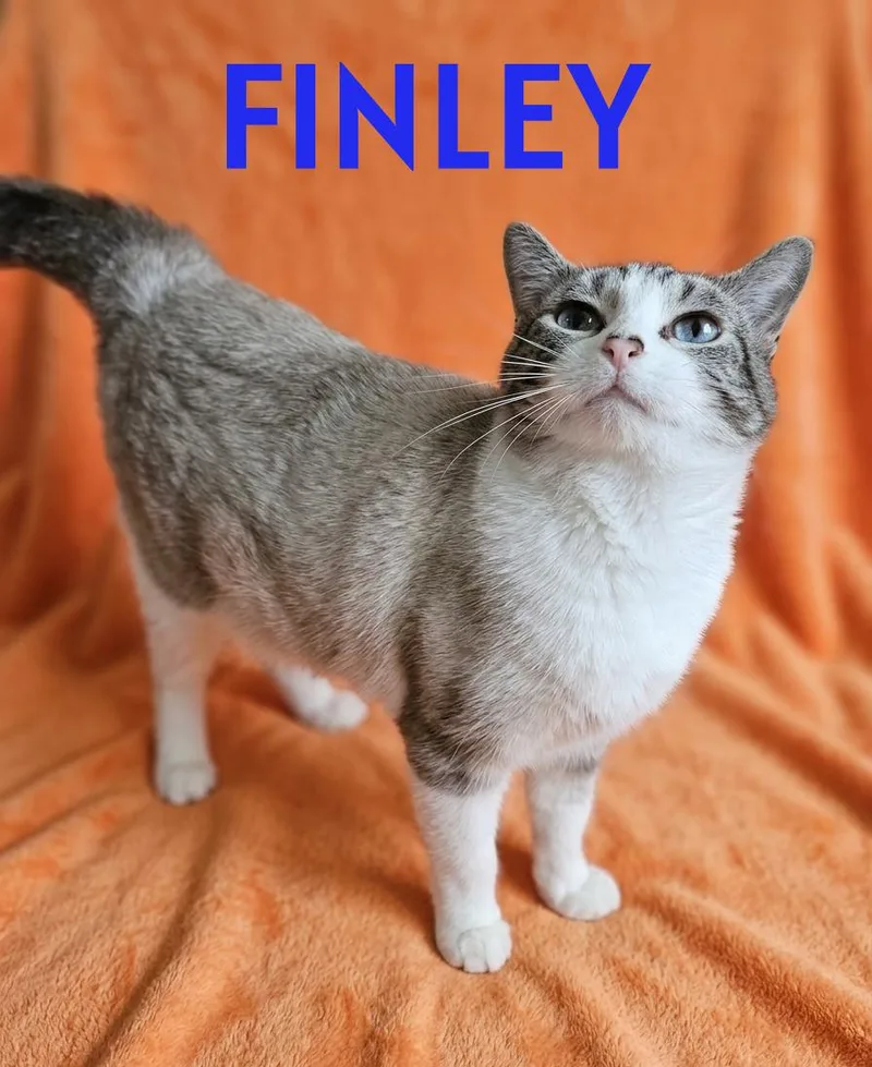 An adult large-sized male Tabby (Gray / Blue / Silver) Domestic Short Hair cat named Finley for adoption in Harrodsburg, KY