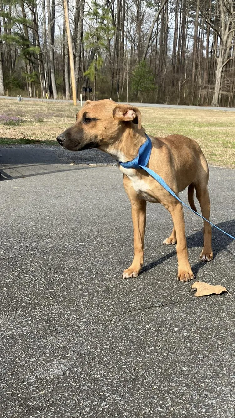 A baby medium-sized female Yellow / Tan / Blond / Fawn Labrador Retriever dog named Athea for adoption in Medfield, MA