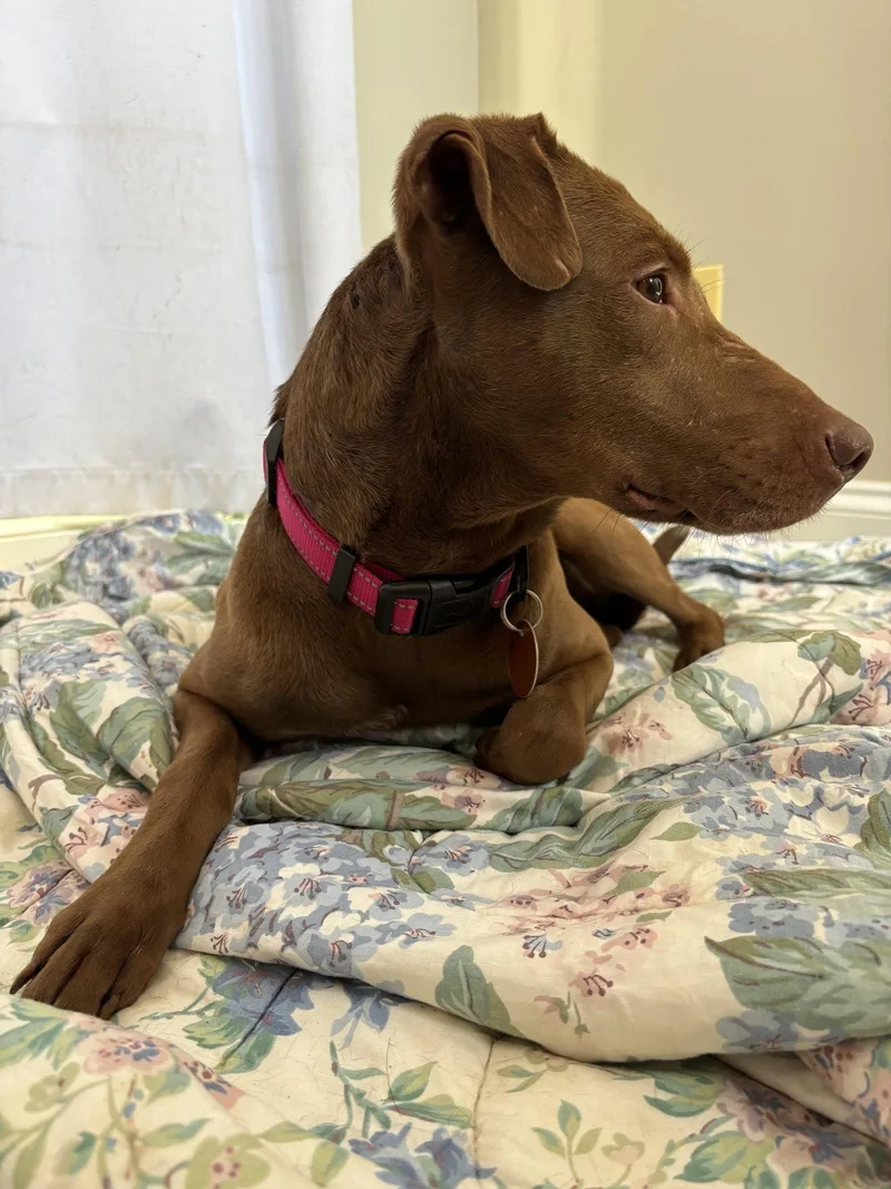A young medium-sized female Labrador Retriever dog named Nina for adoption in Ball Ground, GA