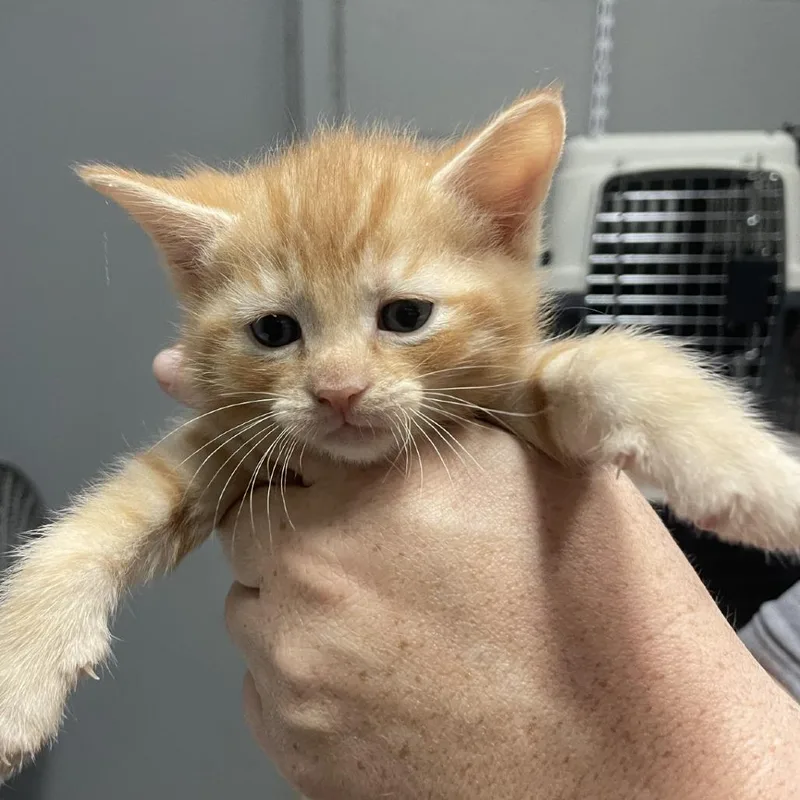 A baby small-sized male Orange / Red Domestic Short Hair cat named Pimento for adoption in Birmingham, AL