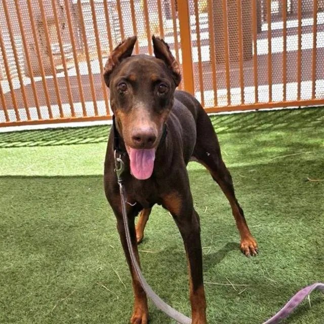 An adult large-sized female Doberman Pinscher dog named Jelly Bean for adoption in Las Vegas, NV