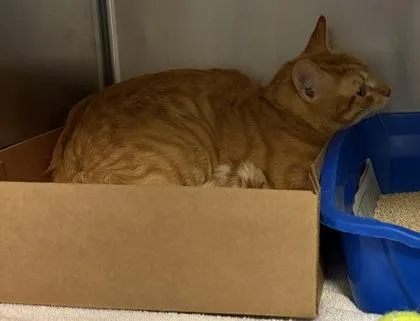 An adult small-sized male Domestic Short Hair cat named Trumpet for adoption in West Chester, PA