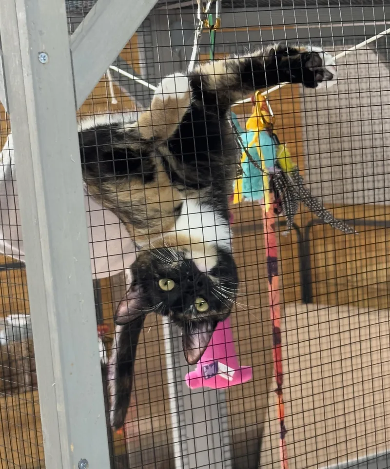 Shelly Belle thumbnail 2