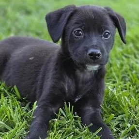A baby small-sized female Black Terrier dog named Celia for adoption in Yucaipa, CA