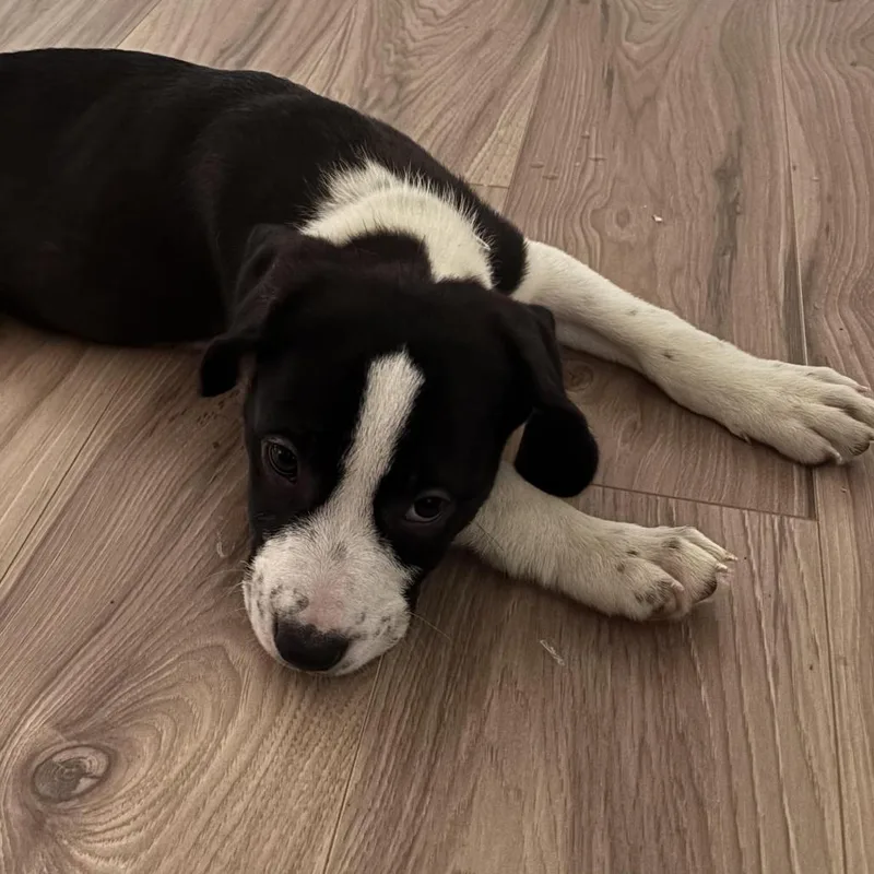 A baby small-sized male Black Pit Bull Terrier dog named Luther for adoption in South Elgin, IL