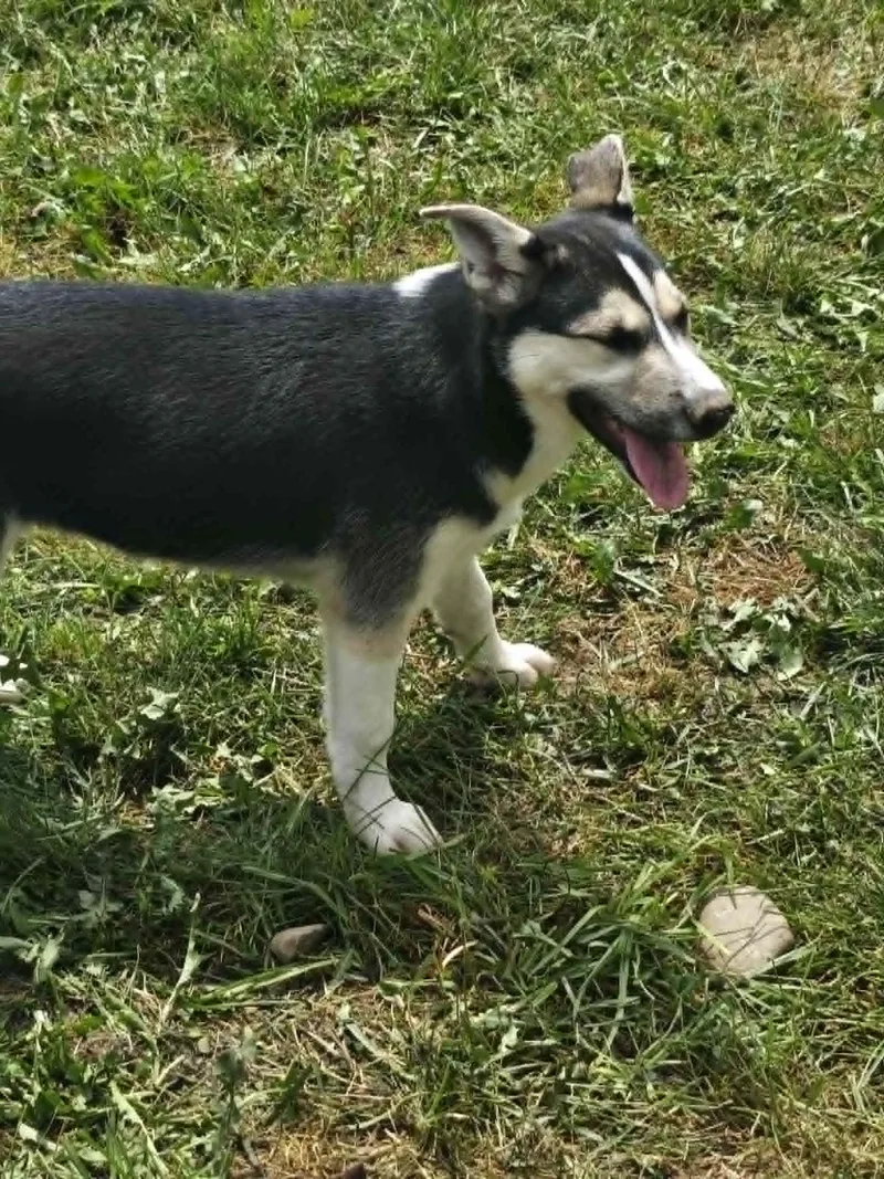 A baby medium-sized female German Shepherd Dog dog named Star for adoption in Cliffwood, NJ