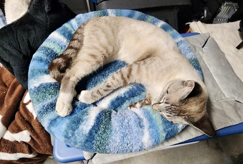 A young small-sized male Buff / Tan / Fawn Domestic Short Hair cat named Flynn for adoption in Longwood, FL